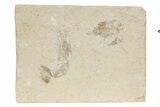 Two Cretaceous Fossil Shrimp - Lebanon #236044-1